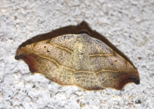 Réf. 208 580 : Laspeyria flexula